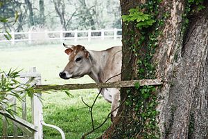 Vache de Jersey