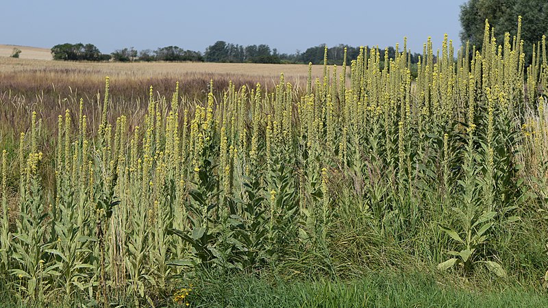 File:Verbascum thapsus kz17.jpg