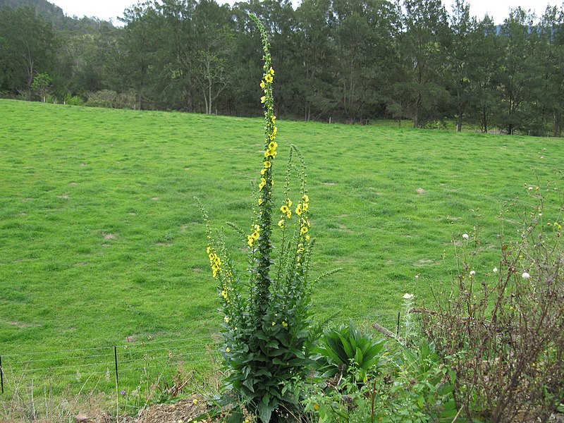 File:Verbascum virgatum plant2 (16192968587).jpg