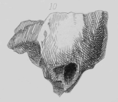 Dent de rhinocéros percée[86]