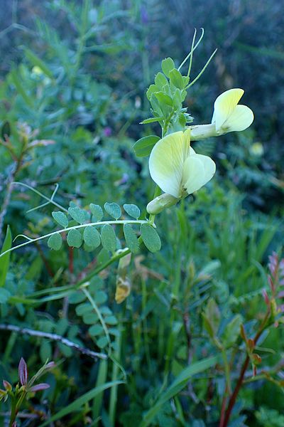 File:Vicia hybrida kz1.jpg