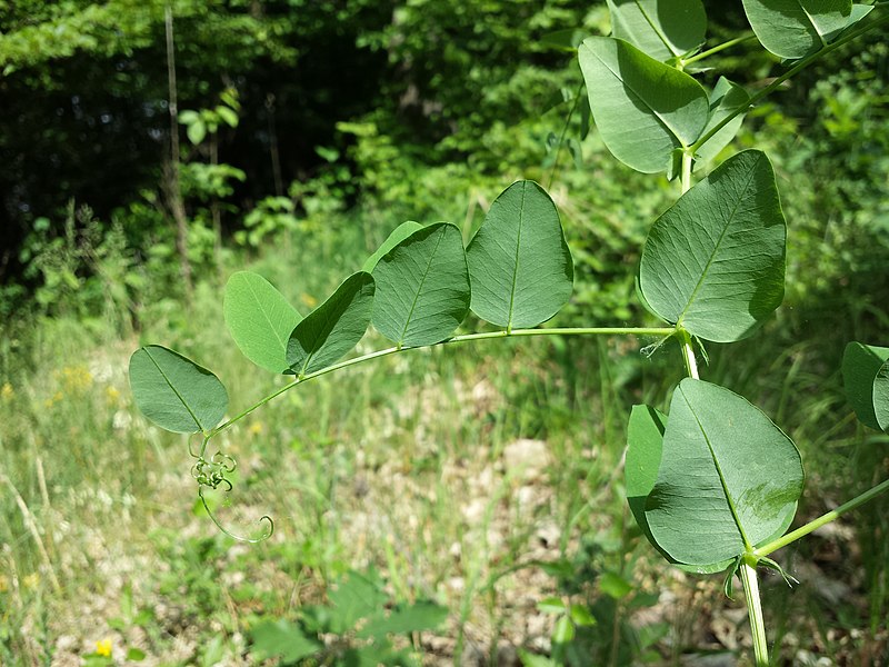 File:Vicia pisiformis sl5.jpg