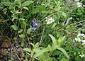 Vinca herbacea: Flowers and leaves; in the natural habitat in the Caucasus