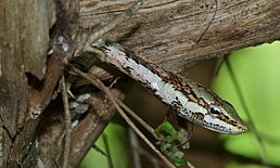 Thelotornis capensis, Південна Африка