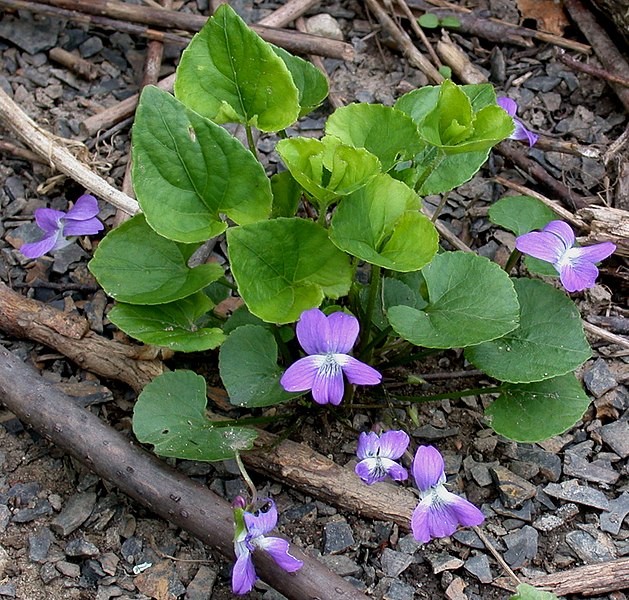 File:Viola cucullata 15-p.bot-viola.cucu-09.jpg