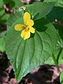 Pioneer Violet (Viola glabella)