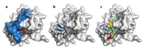 Surface structure of TEV protease. The C-terminal extension only present in viral members of the PA clan of chymotrypsin-like proteases as (a) surface with loop in blue (b) secondary structure and (c) b-factor putty (wider regions indicate greater flexibility) for the structure of TEV protease. Substrate in black, active site triad in red. The final 15 amino acids (222-236) of the enzyme C-terminus are not visible in the structure as they are too flexible. (PDB: 1lvm, 1lvb ) Viral protease loop.png