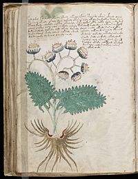 Voynich Manuscript (92).jpg