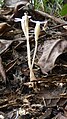 pied de Voyria caerulea