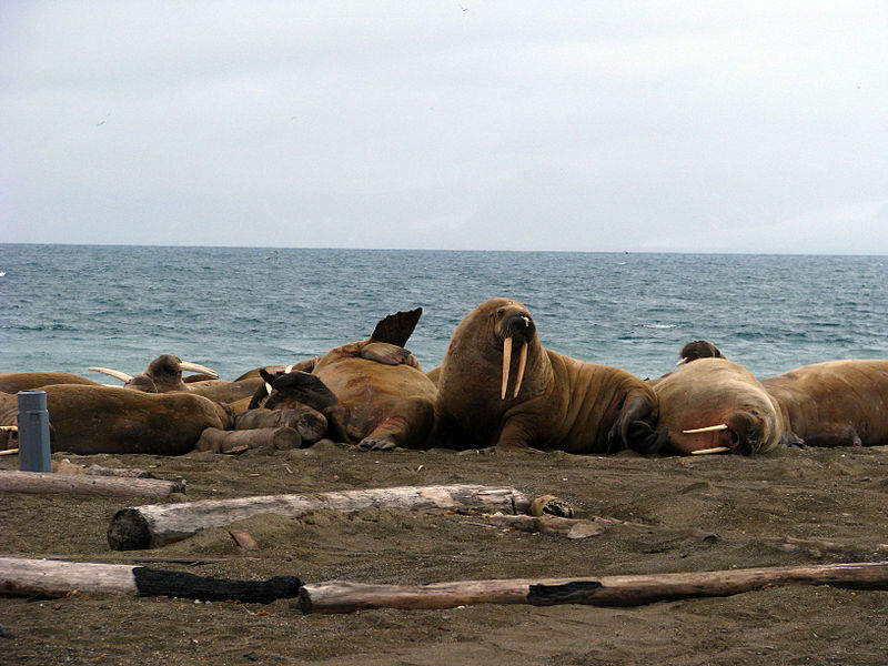 File:Walrus eye view.jpg