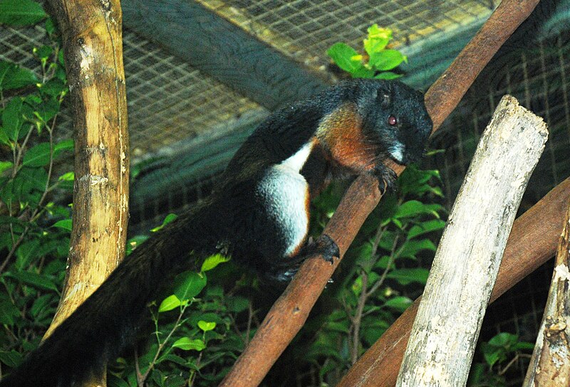 File:Washington DC Zoo - Callosciurus prevosti - 2.jpg