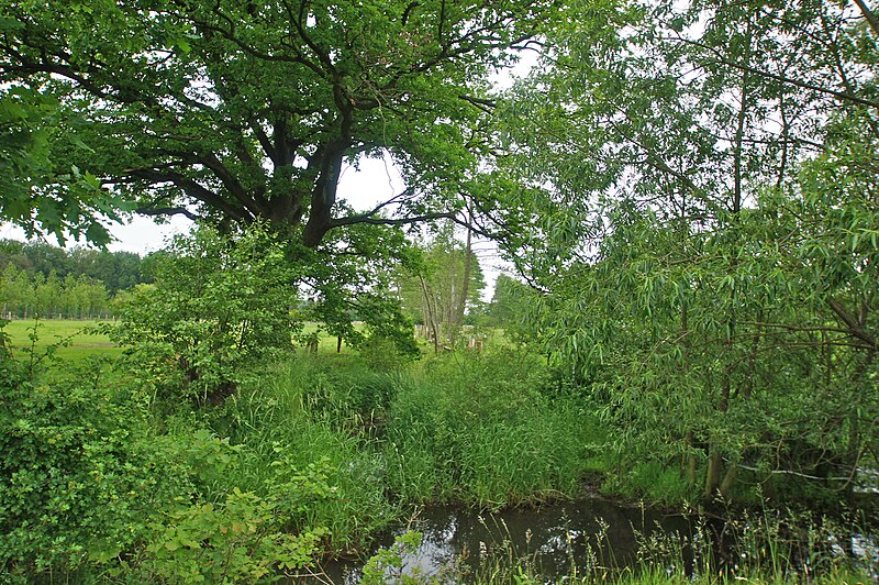 File:Wedeler Au - Laufgraben 2.jpg