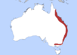 White-headed Pigeon map.png