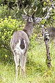 * Nomination White-tailed deer (Odocoileus virginianus goudotii) male --Charlesjsharp 11:45, 2 September 2023 (UTC) * Promotion  Support Good quality. --Ermell 19:46, 2 September 2023 (UTC)