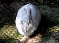 White rabbit (genus of Oryctolagus) at Kambalakonda.JPG