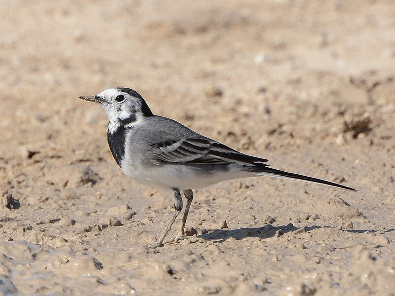 File:White wagtail - Motacilla alba - נחליאלי לבן.jpg