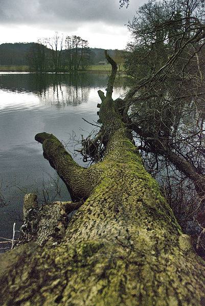 File:Winter time in Gatton Park (5356553748).jpg