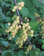Witte bessen (Ribes rubrum).jpg