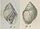 Wood-1848 pl1 fig.13 - Ellobium pyramidale.jpg