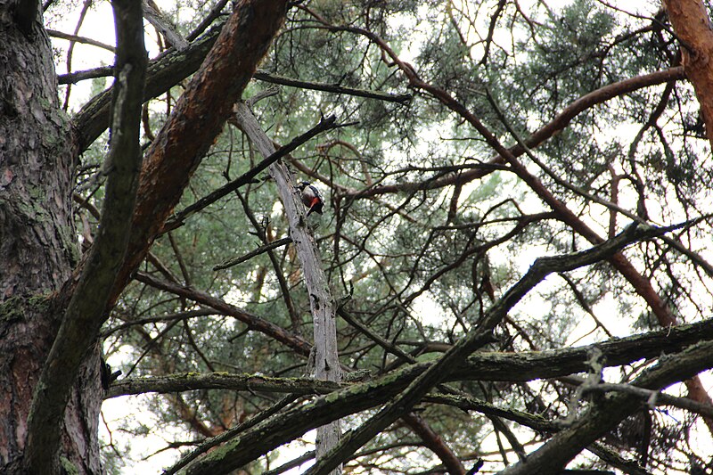 File:Woodpecker on pine.jpg