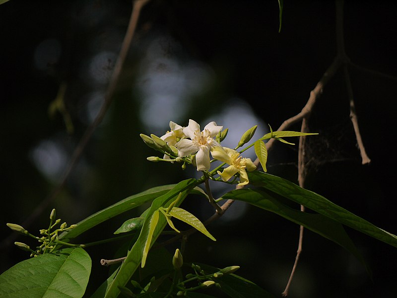 File:Wrightia sp. (6944219528).jpg