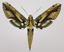 Xylophanes lamontagnei.jpg