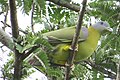 Yellow-footed green pigeon (Treron phoenicoptera), Thrissur, Kerala.JPG