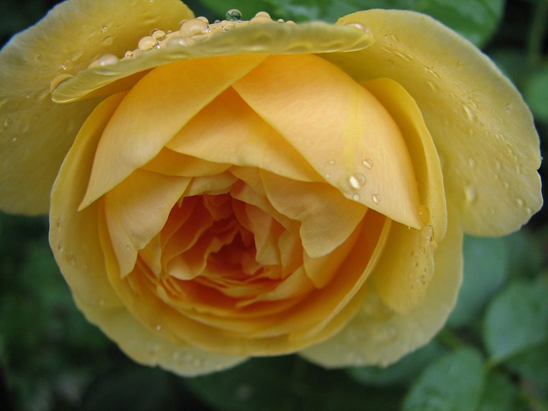 File:Yellow Rose (224494207).jpg