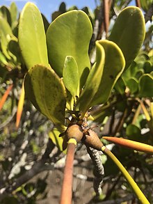 Yellow mangrove.jpg