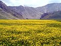 Yellow plain in Lar National Park.jpg