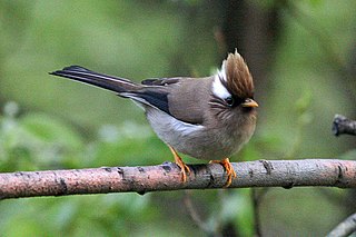 <span class="mw-page-title-main">White-collared yuhina</span> Species of bird