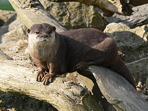 Zagreb Zoo small-clawed otter 01.jpg