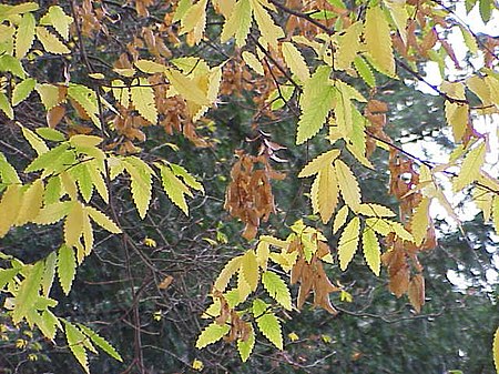 Zelkova carpinifolia