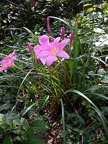 Zephyranthes carinata.jpg