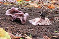 * Nomination atypische vorm van de paarse schijnridderzwam (Lepista nuda; synoniemen: Clitocybe nuda, Tricholoma nudum en Agaricus nudus)-- Famberhorst 15:53, 26 November 2013 (UTC) * Promotion OK --Pleclown 12:52, 4 December 2013 (UTC)