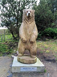 Bear - Wikipedia