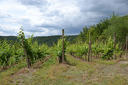 Виногради у оквиру парка