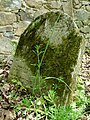 Čeština: Židovský hřbitov v Pavlově, okres Pelhřimov, kraj Vysočina. English: Jewish cemetery by the municipality of Pavlov, Pelhřimov District, Vysočina Region, Czech Republic. This is a photo of a cultural monument of the Czech Republic, number: 34362/3-3224. Památkový katalog  · MIS  · hledat obrázky  · hledat seznamy  · Wikidata