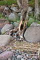 * Nomination: Pine tree on a shore. Kolgompya cape, Kingiseppsky District, Leningrad Oblast, Russia. By User:Красный --Екатерина Борисова 02:29, 17 May 2024 (UTC) * * Review needed
