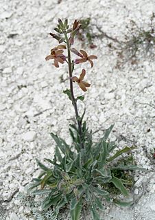 <i>Matthiola fragrans</i> Species of plant in the genus Matthiola