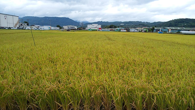 File:はるみ 水田.jpg