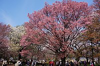 新宿御苑の散りかけのヨウコウ