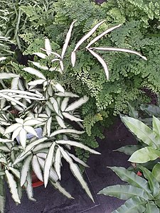 Pteris cretica 'Albolineata'. Vegetative leaves and sporophylls (upper, linear). Bai Yu Feng Wei Jue Pteris cretica 'Albolineata' 20190525171042.jpg