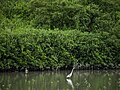 白鷺鷥與水筆仔 淡水河紅樹林自然保留區 ID：17753 Youngson Ho 145699.jpg