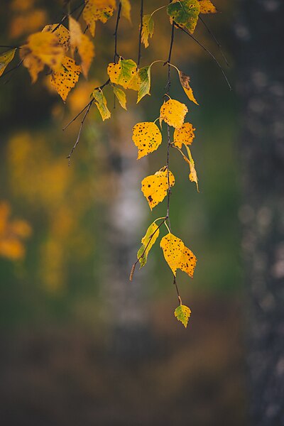 File:-Autumn Colors 9- -Birch Forest 4- (51574163636).jpg