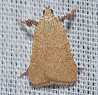 <i>Parachma ochracealis</i> Species of moth