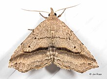 - 8491 - Ledaea perditalis - Жоғалған Owlet Moth (19323778922) .jpg