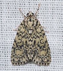 - 9241.1 - Acronicta heitzmani - Heitzman's Dagger Moth (16785552254) .jpg