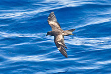 012016-IMG 5713 סערת-Petrel של מצודאירה (Oceanodroma matsudairae) (8005427860) .jpg