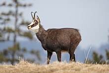 Chamois in climate change - Sciena